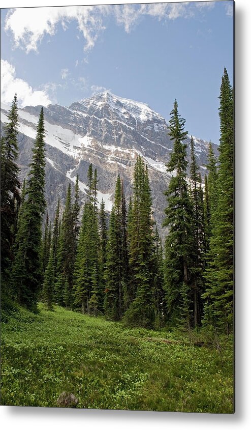 Scenics Metal Print featuring the photograph A Forest And The Canadian Rocky by Jim Julien / Design Pics