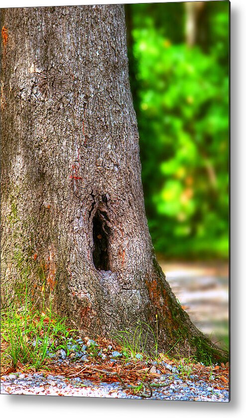 Nature Metal Print featuring the photograph A Little Hiding Place by Ester McGuire