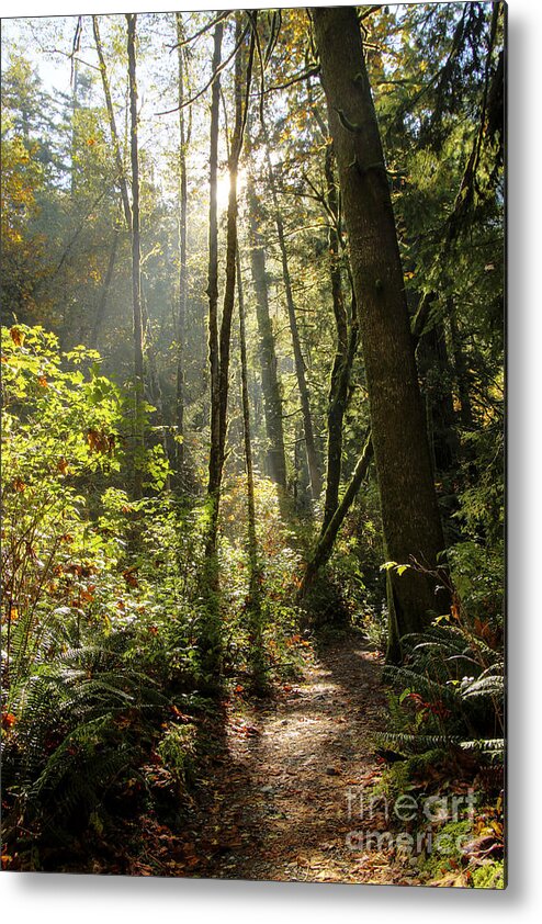 Landscape Metal Print featuring the photograph A narrow trail by Darleen Stry