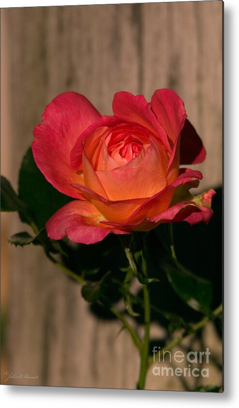Rose Metal Print featuring the photograph A Red Rosr Against a Weathered Wood Background by John Harmon