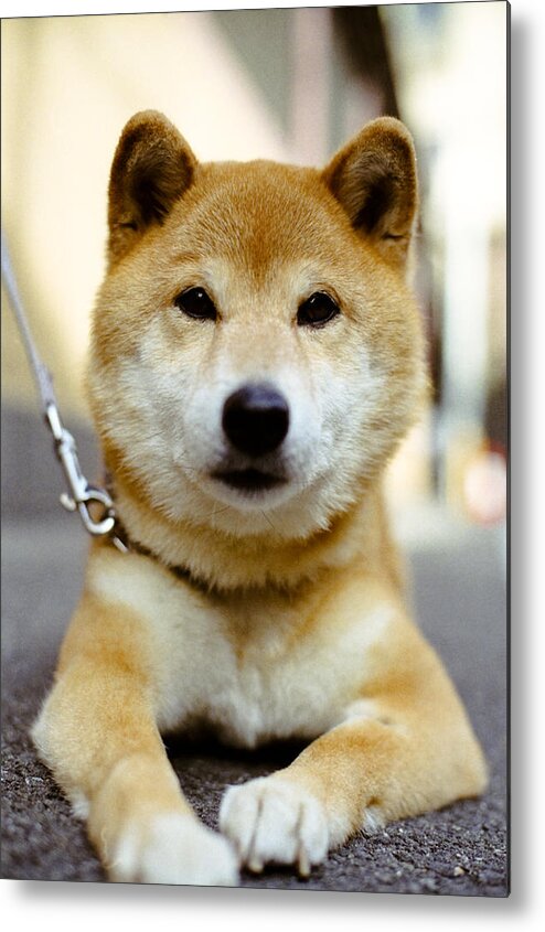 Pets Metal Print featuring the photograph A Shiba Inu dog by masahiro Makino