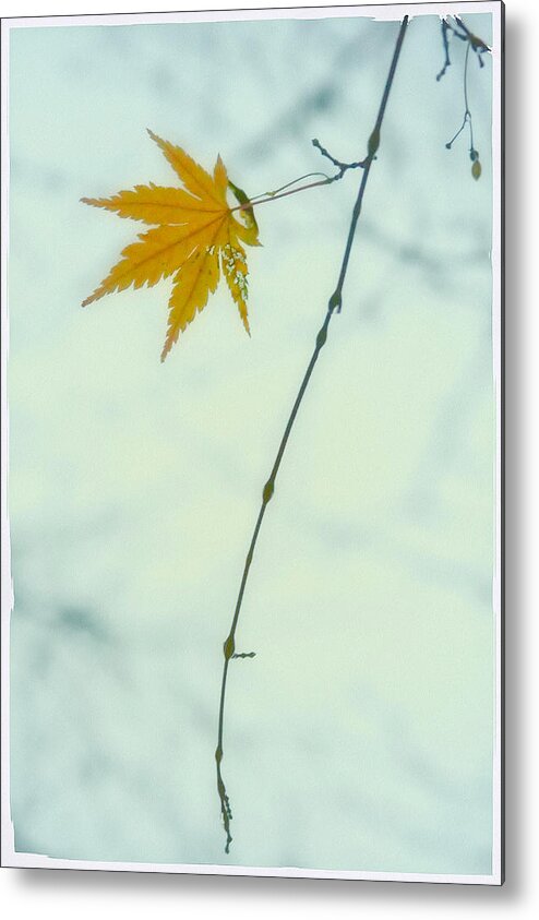 Fall Metal Print featuring the photograph A Single Leaf by Jonathan Nguyen