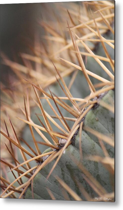 Cactus Metal Print featuring the photograph A Spiny Situation by Amy Gallagher