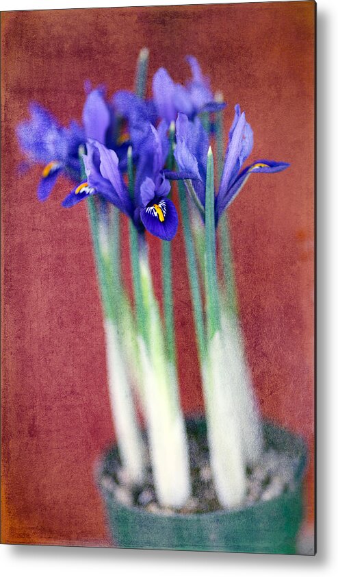 Iris Metal Print featuring the photograph A Spot of Color by Rebecca Cozart