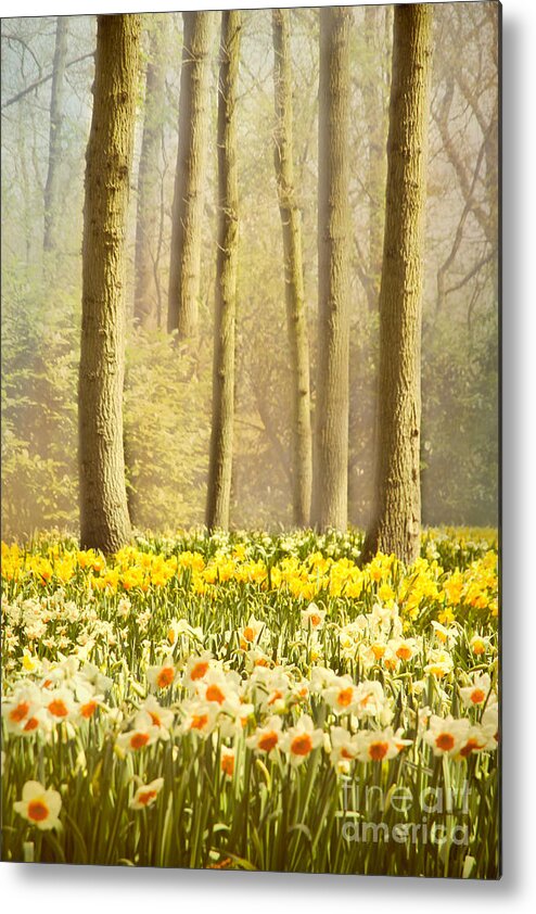 Forest Metal Print featuring the photograph A Spring Day by Jasna Buncic