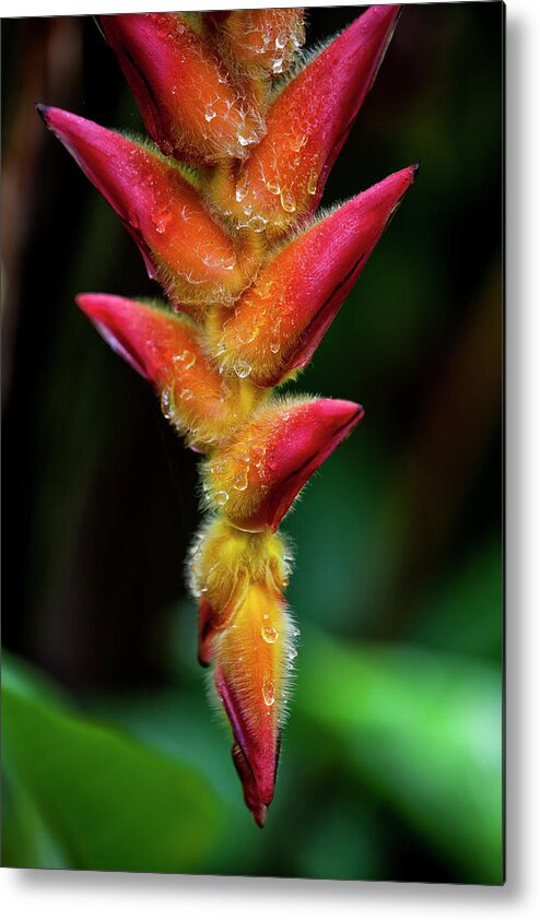 Heliconia Metal Print featuring the photograph A Unique Tropical Plant With Fuzzy Red by Scott Mead