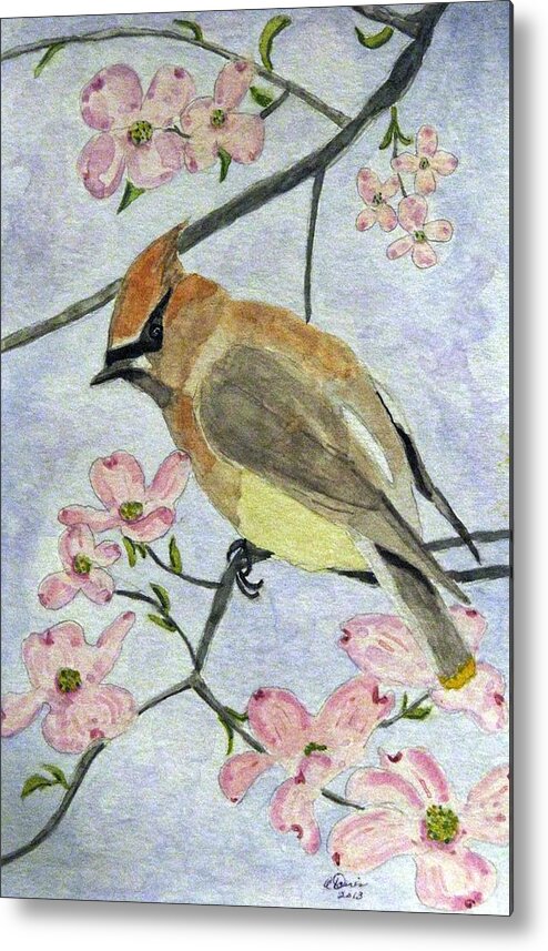 Waxwing Paintings Metal Print featuring the painting A Waxwing In The Dogwood by Angela Davies