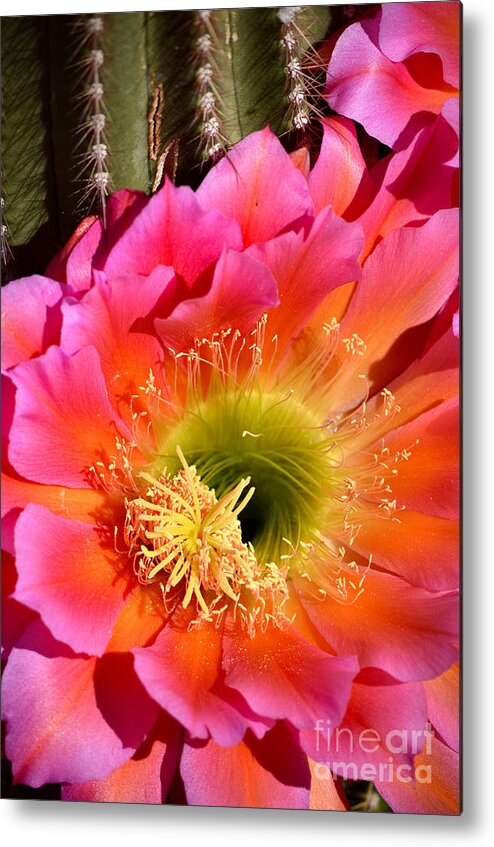 Pink Argentine Giant Cactus Metal Print featuring the photograph Absolutely Vibrant by Deb Halloran
