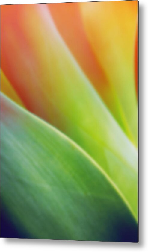 Agave Metal Print featuring the photograph Abstract Agave by Beth Taylor