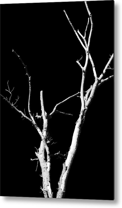 Branches Metal Print featuring the photograph Abstract Branches by Maggy Marsh