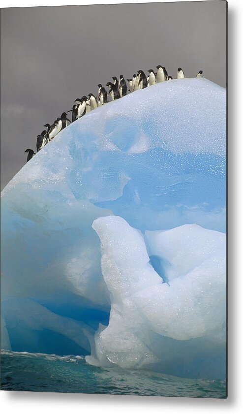 Feb0514 Metal Print featuring the photograph Adelie Penguins Iceberg Antarctica by Tui De Roy