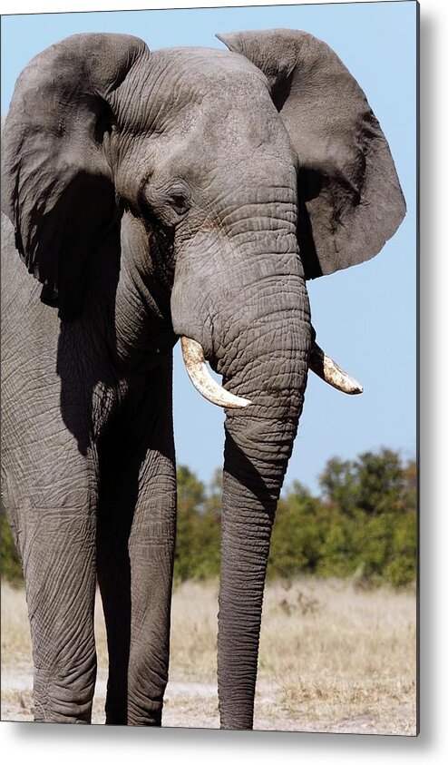 African Metal Print featuring the photograph African Elephant by Steve Allen/science Photo Library