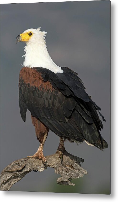 Africa Metal Print featuring the photograph African Fish Eagle by Tony Camacho