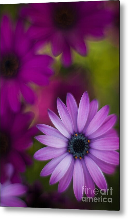 Flower Metal Print featuring the photograph African Gerbera Standout by Mike Reid