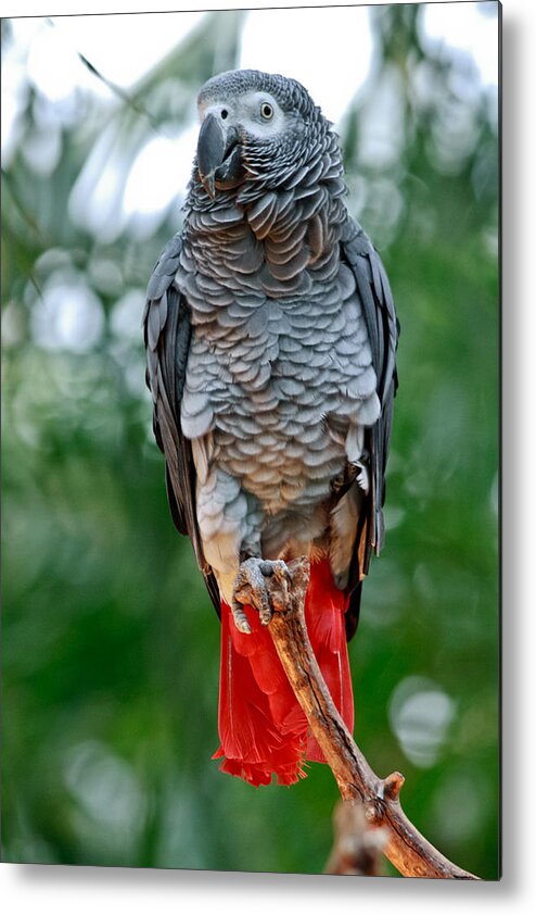 Vertical Metal Print featuring the photograph African grey parrot by Eti Reid