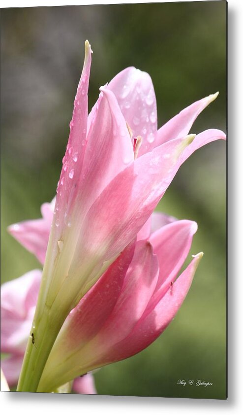 Flower Photography Metal Print featuring the photograph After The Rain by Amy Gallagher