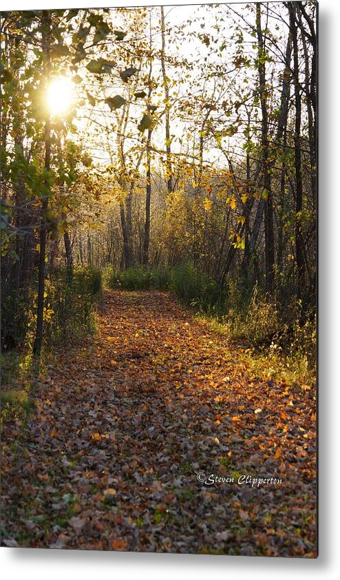 Nature Metal Print featuring the photograph Afternoon Walk by Steven Clipperton