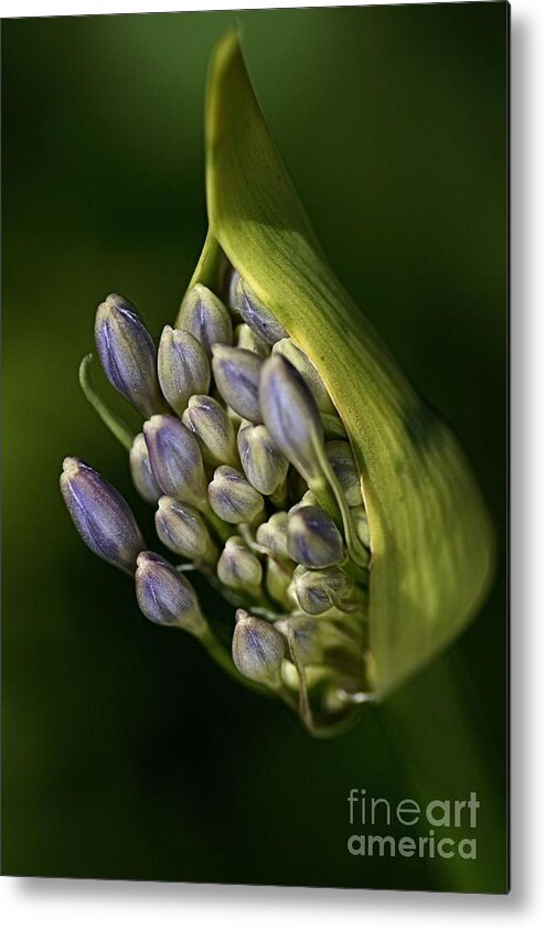 Lily Of The Nile Metal Print featuring the photograph Agapanthus by Joy Watson