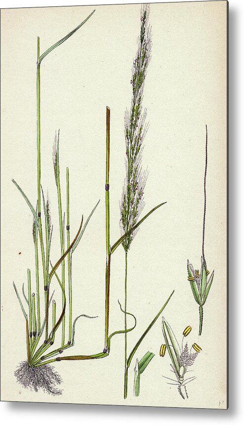 19th Century Metal Print featuring the drawing Agrostis Interrupta Dense-flowered Silky Bent-grass by English School