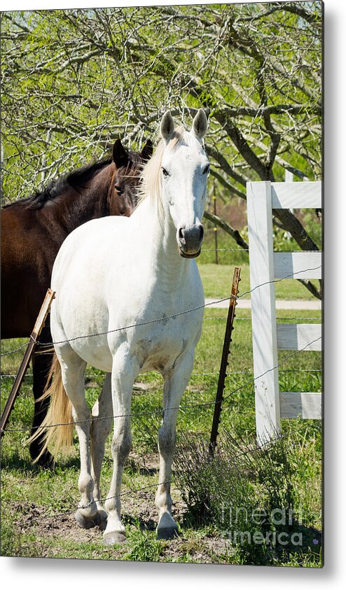 Horse Metal Print featuring the photograph White Horse by Imagery by Charly