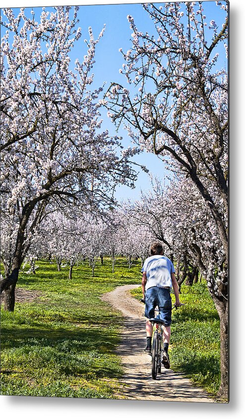 Almond Metal Print featuring the photograph Almond Orchards In Full Bloom by Abram House