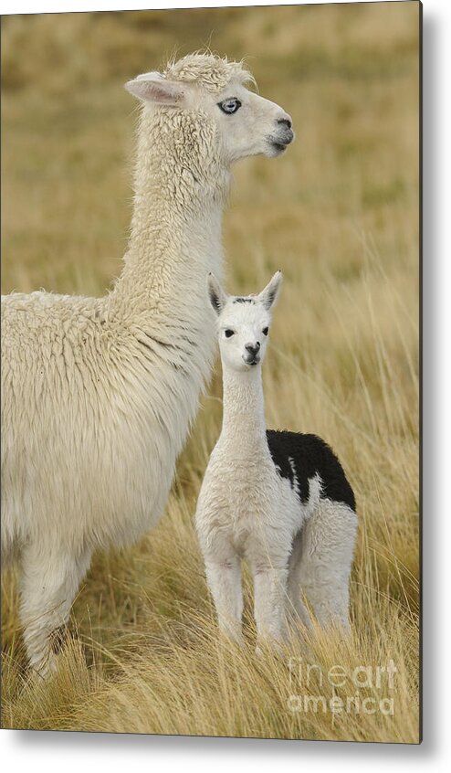 South America Fauna Metal Print featuring the photograph Alpaca With Young by John Shaw