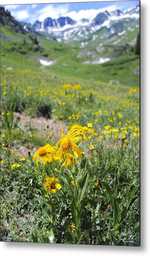Alpine Metal Print featuring the photograph Alpine Sunflowers by Aaron Spong
