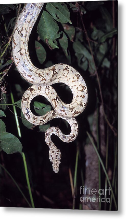 Snake Metal Print featuring the photograph Amazon tree boa by James Brunker