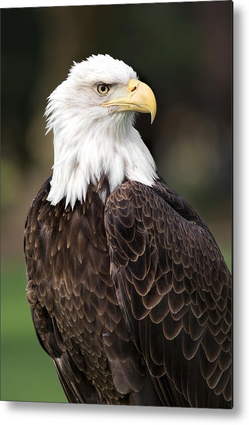 Bald Eagle Metal Print featuring the photograph American Bald Eagle by Dale Kincaid