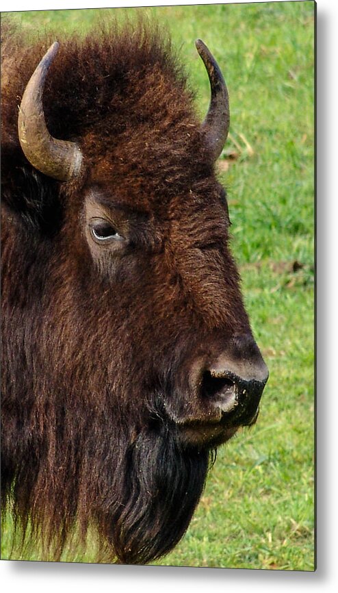 American Bison Metal Print featuring the photograph American Bison by Al Griffin