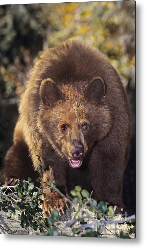 American Black Bear Metal Print featuring the photograph American Black Bear in Tree Wildlife Rescue by Dave Welling