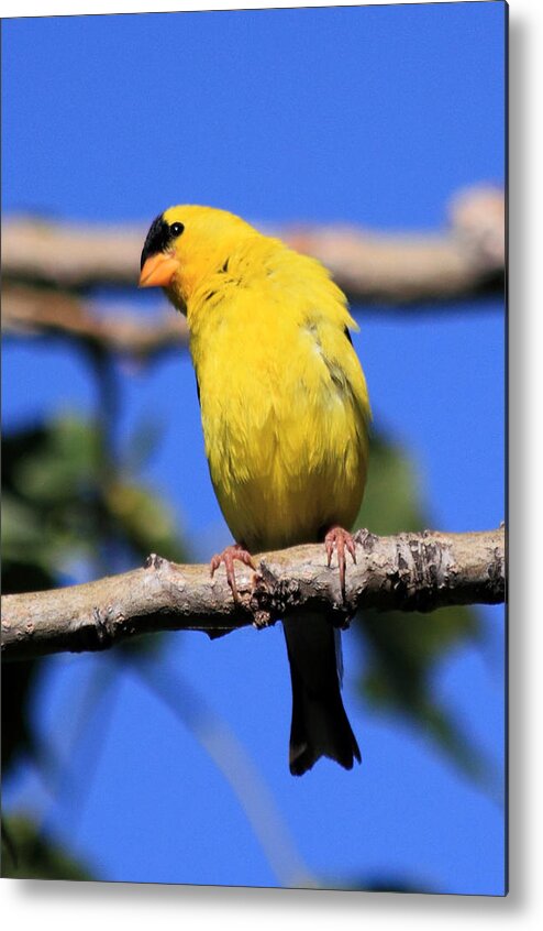 American Goldfinch Metal Print featuring the photograph American Goldfinch by Shane Bechler