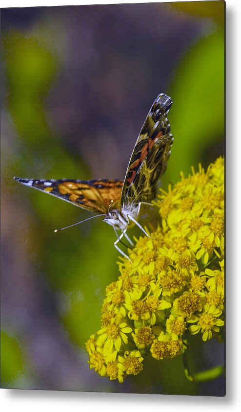 Lepidoptera Metal Print featuring the photograph American Lady On Goldenrod by Constantine Gregory