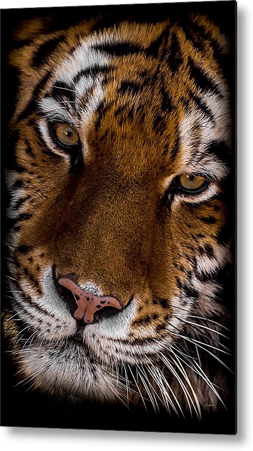 Tiger Metal Print featuring the photograph Amur Tiger Portrait by Ernest Echols