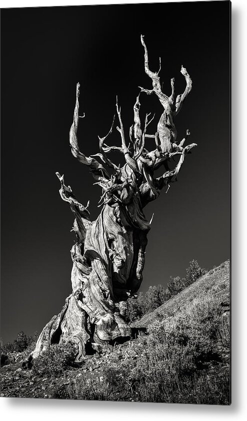 Bristlecone Pine Metal Print featuring the photograph Ancient by Joseph Smith