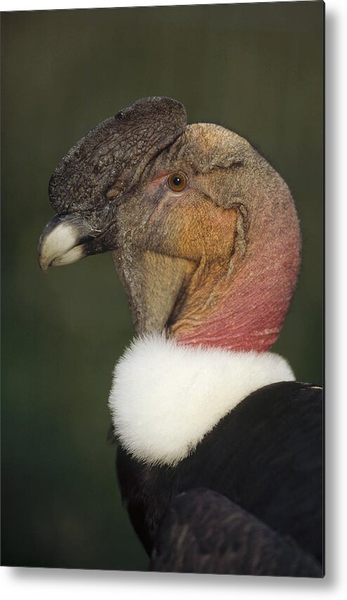 Feb0514 Metal Print featuring the photograph Andean Condor Flushing Brightly Ecuador by Tui De Roy