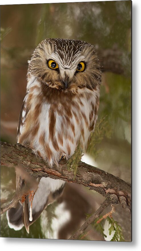 Northern Saw-whet Owl Metal Print featuring the photograph Angry bird by Mircea Costina Photography