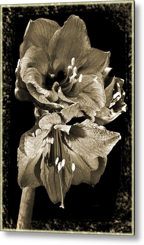 Sepia Tone Metal Print featuring the photograph Antique Amaryllis. by Terence Davis