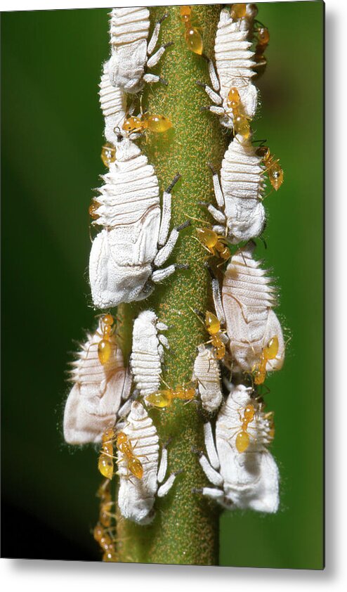 Amazon Metal Print featuring the photograph Ants Tending Planthopper Nymphs by Dr Morley Read