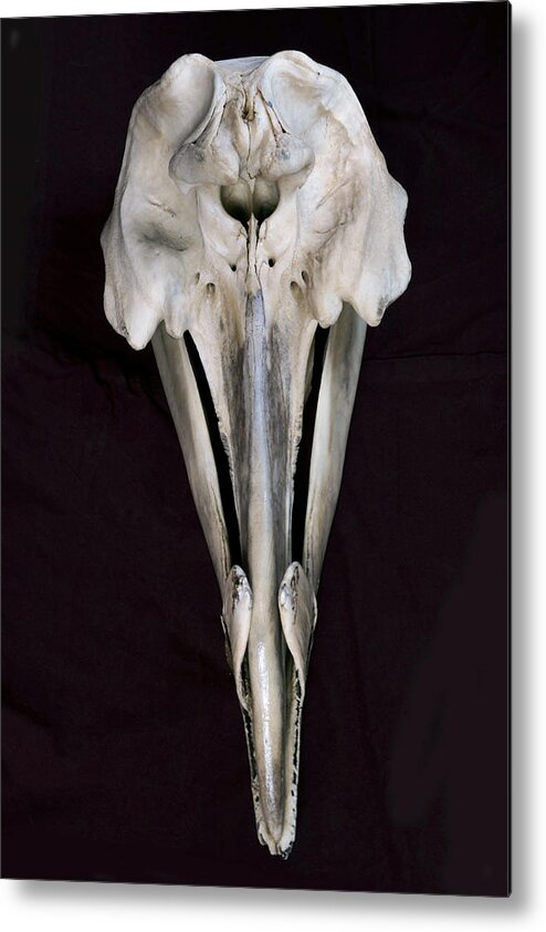 534254 Metal Print featuring the photograph Arch-beaked Whale Skull by Hiroya Minakuchi