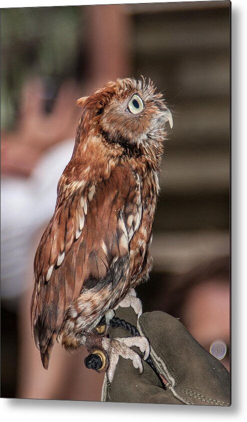 Screech Owl Metal Print featuring the photograph Are You My Mother by John Haldane