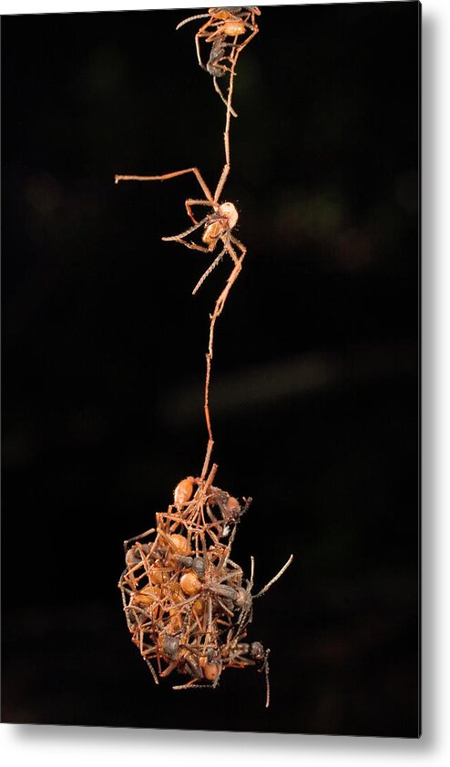 00751094 Metal Print featuring the photograph Army Ants Building Bivouac by Mark Moffett