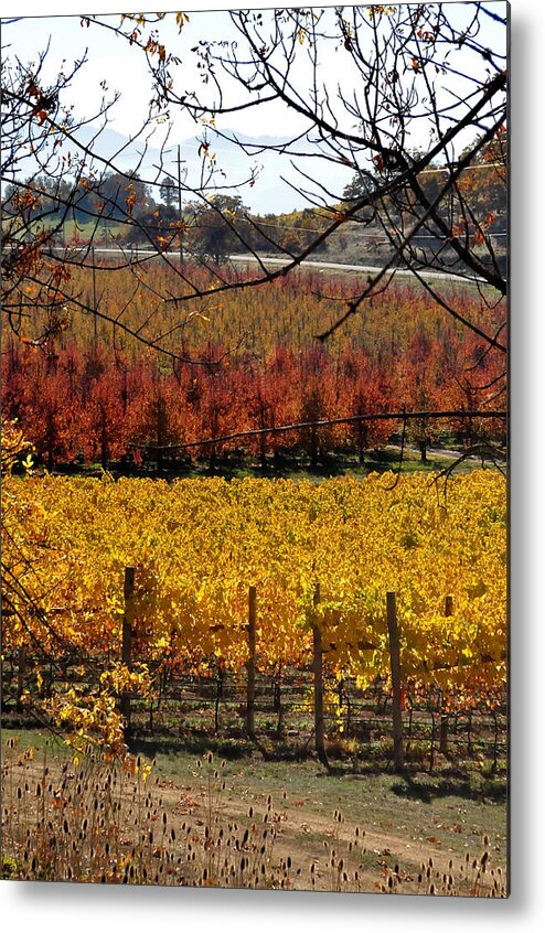 Red Metal Print featuring the photograph Around And About In My Neck Of The Woods Series 28 by Teri Schuster