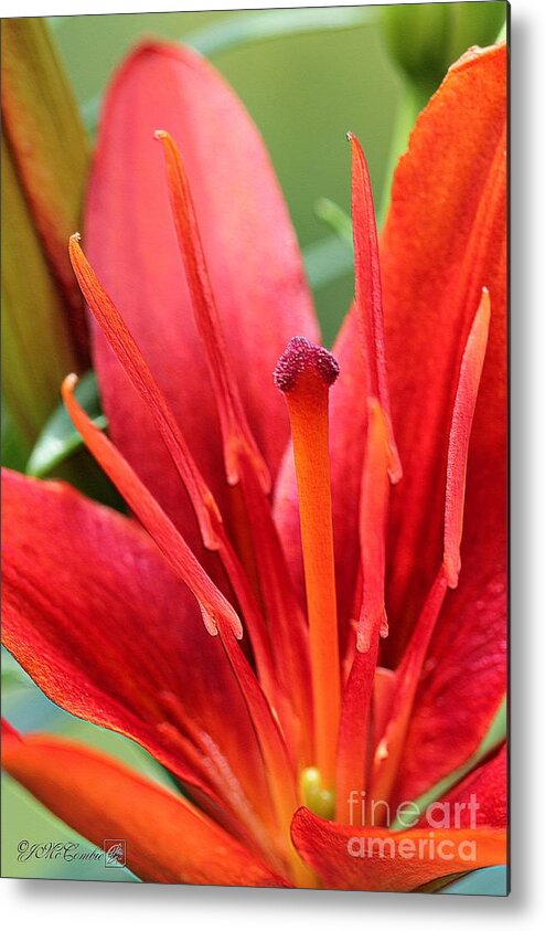 Mccombie Metal Print featuring the photograph Asiatic Lily named Red Twin by J McCombie