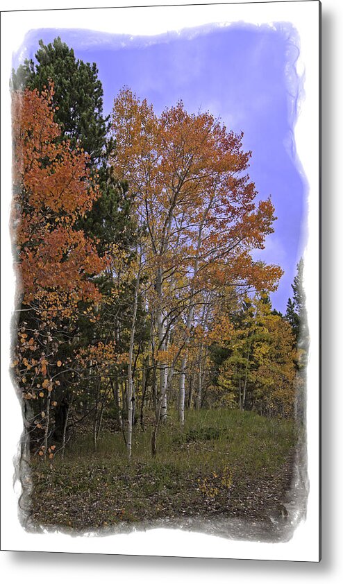 Tree Metal Print featuring the photograph Aspen in the Field by Judy Deist
