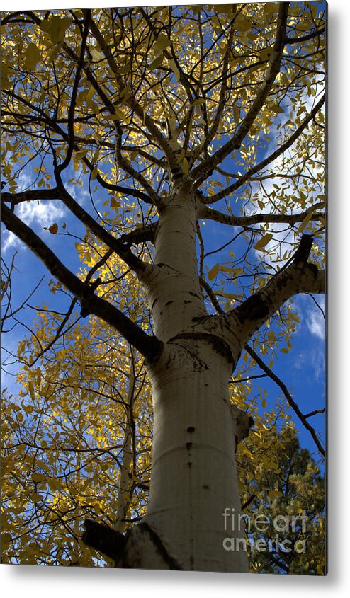 Aspen Metal Print featuring the photograph Aspens in Fall by Anjanette Douglas