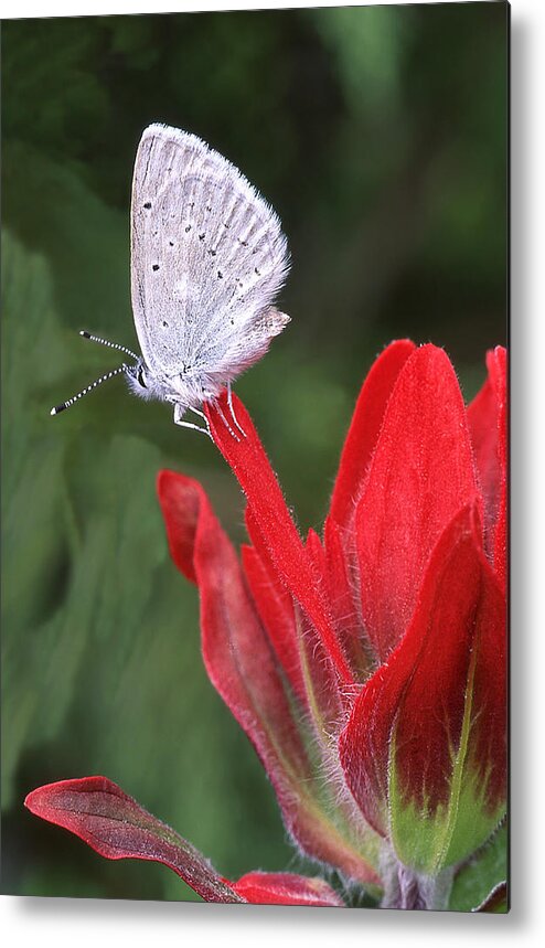 Butterfly Metal Print featuring the photograph At Rest by Ginny Barklow