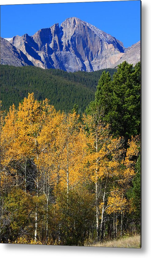 Longs Peak Metal Print featuring the photograph Autumn Aspens and Longs Peak by James BO Insogna