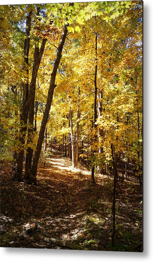 Autumn Metal Print featuring the photograph Autumn at Three Creeks by Cricket Hackmann