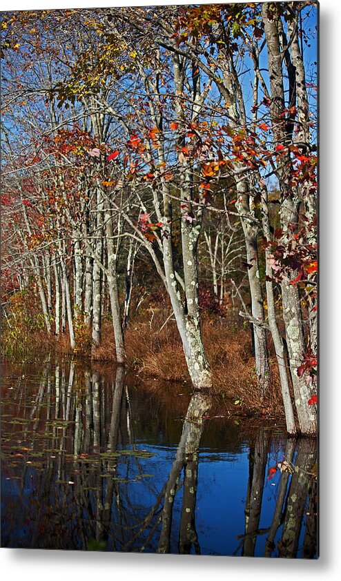 Autumn Metal Print featuring the photograph Autumn Blue by Karol Livote